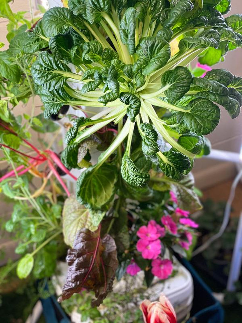 Upgrade Your Gardening Game with EXOTOWER 4 Tier/16 Plant Hydroponic Kit - Hydroponic System, Nutrient-Rich Water Solution, Manufacturer Warranty, 6 Feet of Irrigation Tubing for Home Improvement & Garden Pots & Planters