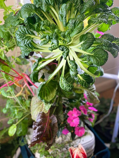 Upgrade Your Gardening Game with EXOTOWER 4 Tier/16 Plant Hydroponic Kit - Hydroponic System, Nutrient-Rich Water Solution, Manufacturer Warranty, 6 Feet of Irrigation Tubing for Home Improvement & Garden Pots & Planters
